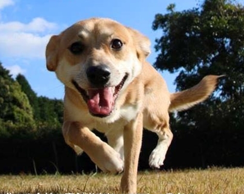 The original joyful appearance of Bonk